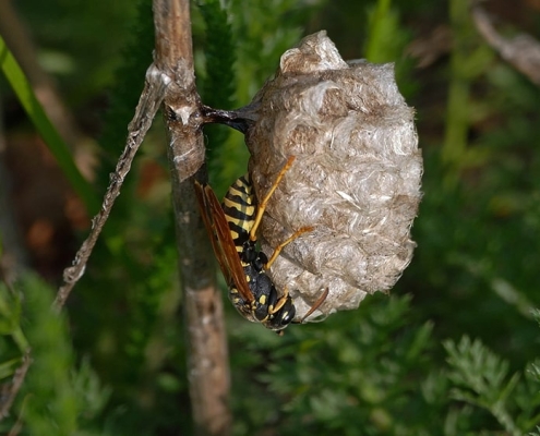 Feldwespe