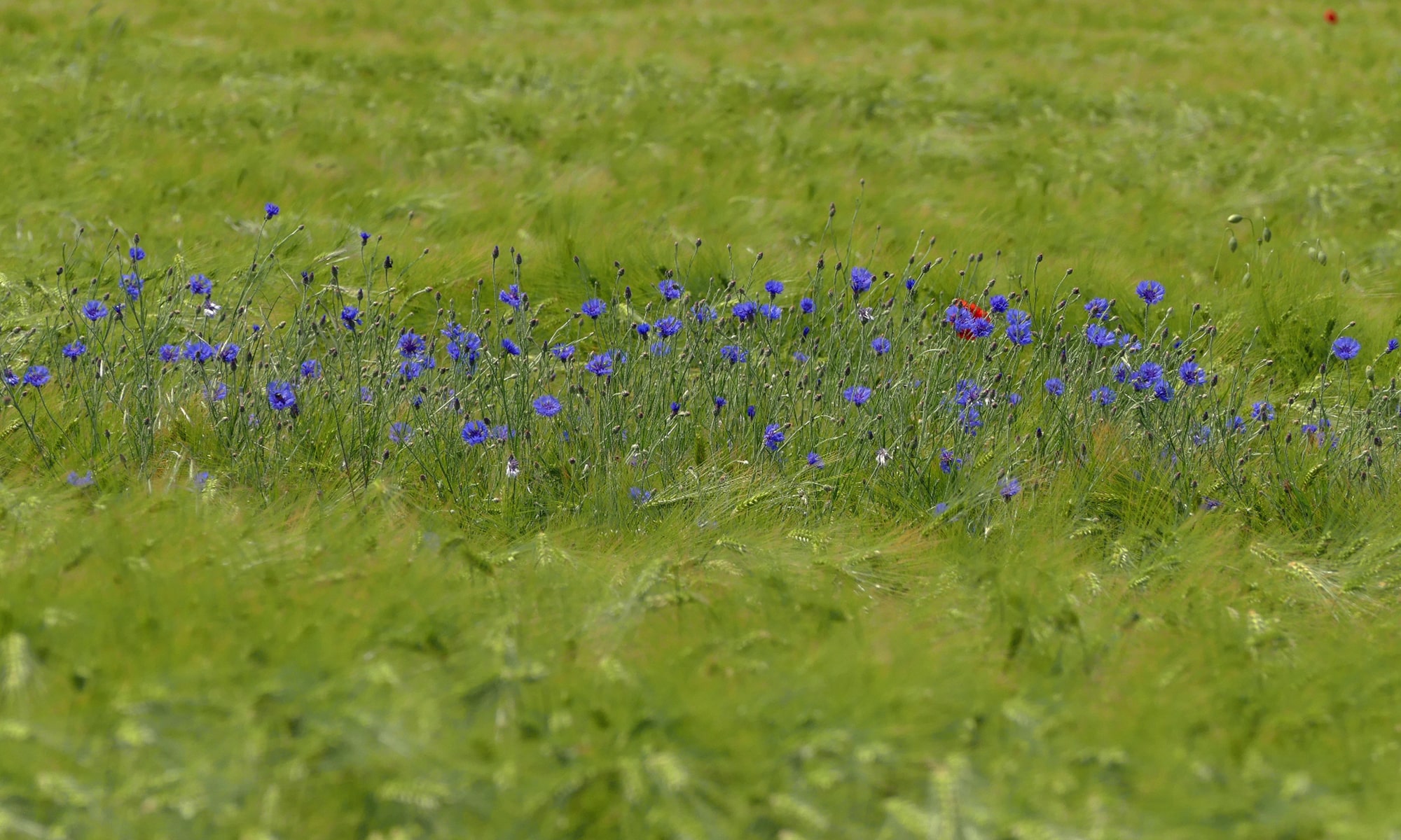Kornblumen im Gerstenfeld