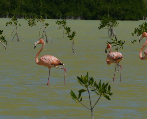 Kubaflamingo (Phoenicopterus ruber) in der Laguna de Oviedo Kubaflamingo (Phoenicopterus ruber) in der Laguna de Oviedo