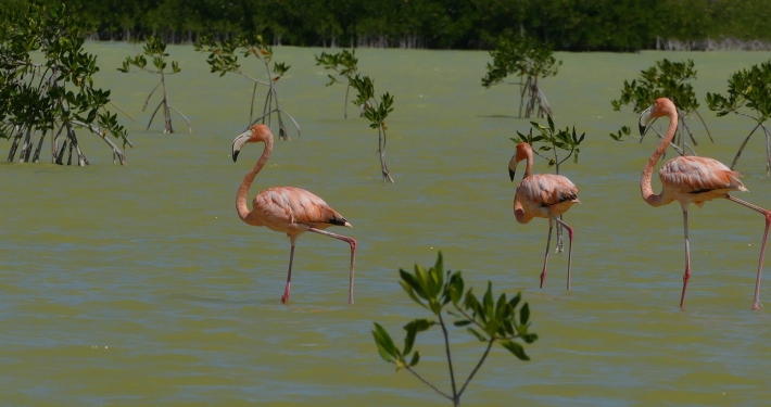 Kubaflamingo (Phoenicopterus ruber) in der Laguna de Oviedo Kubaflamingo (Phoenicopterus ruber) in der Laguna de Oviedo