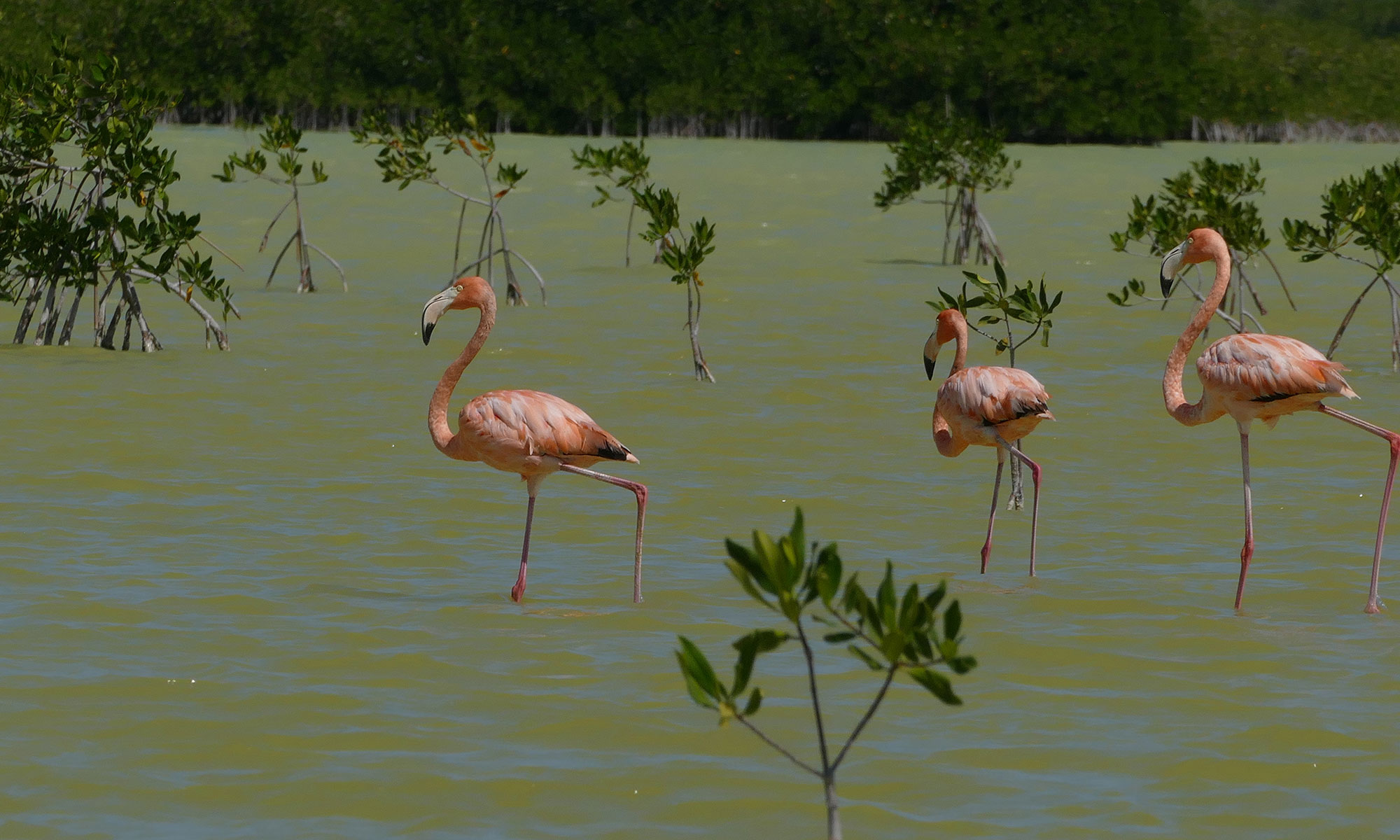 Kubaflamingo (Phoenicopterus ruber) in der Laguna de Oviedo Kubaflamingo (Phoenicopterus ruber) in der Laguna de Oviedo