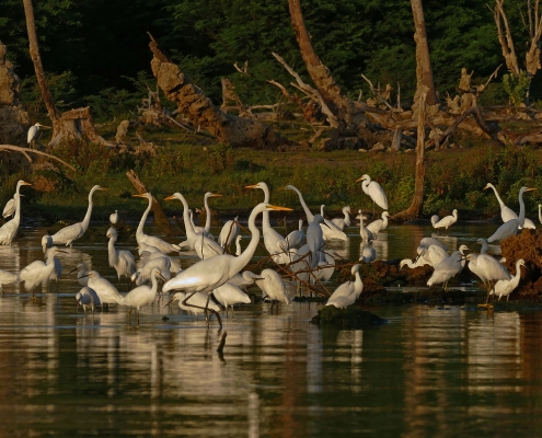 Ornis am Lago Enriquillo Ornis am Lago Enriquillo