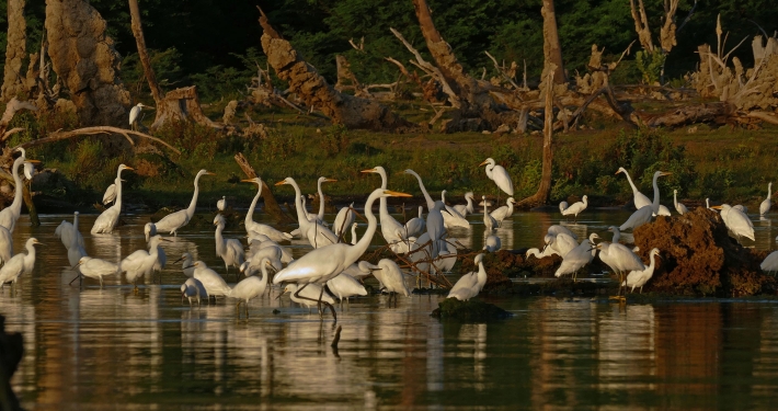 Ornis am Lago Enriquillo Ornis am Lago Enriquillo