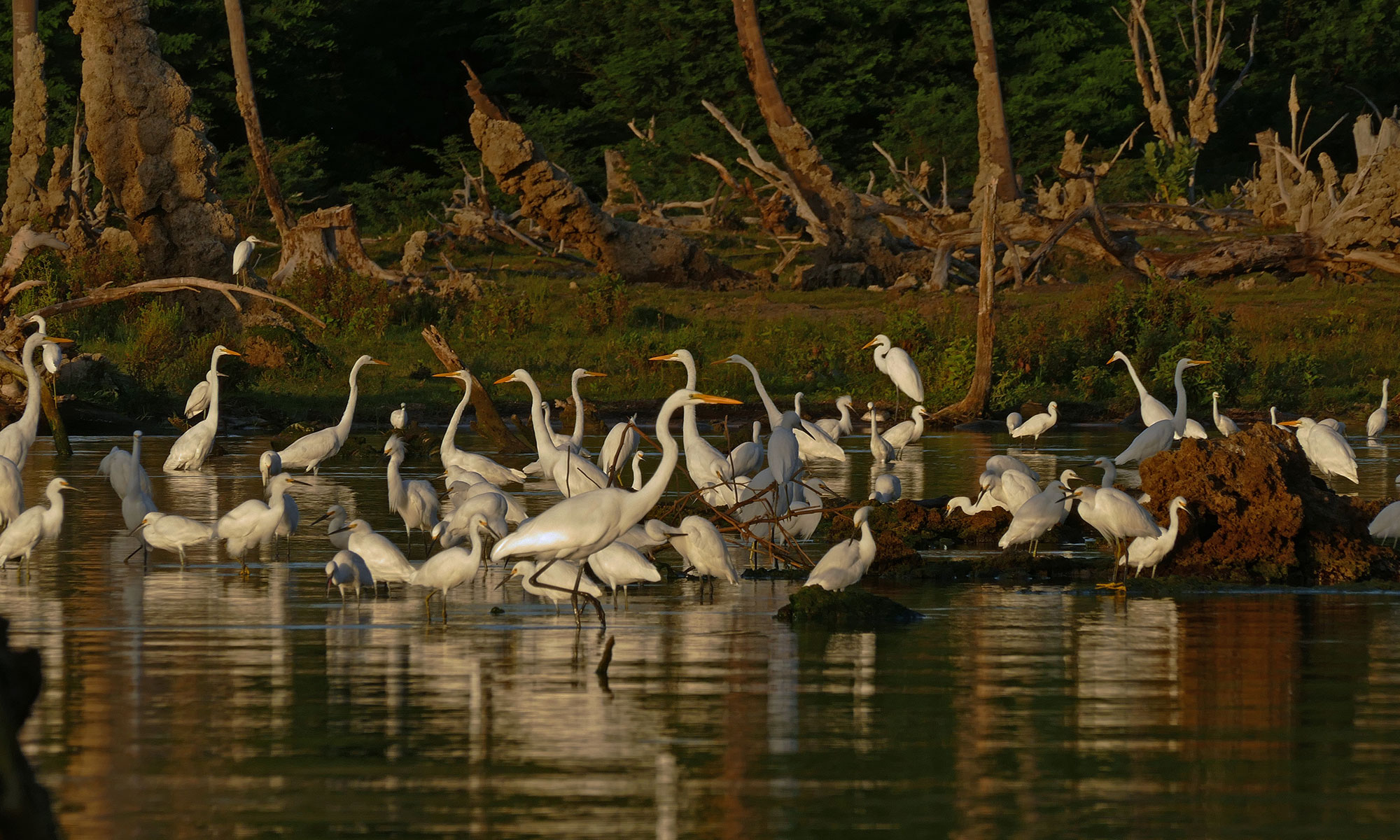 Ornis am Lago Enriquillo Ornis am Lago Enriquillo