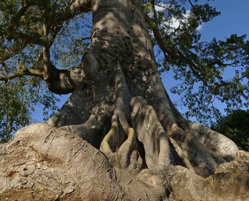 Größter Baum des Landes bei Tamboril Größter Baum des Landes bei Tamboril