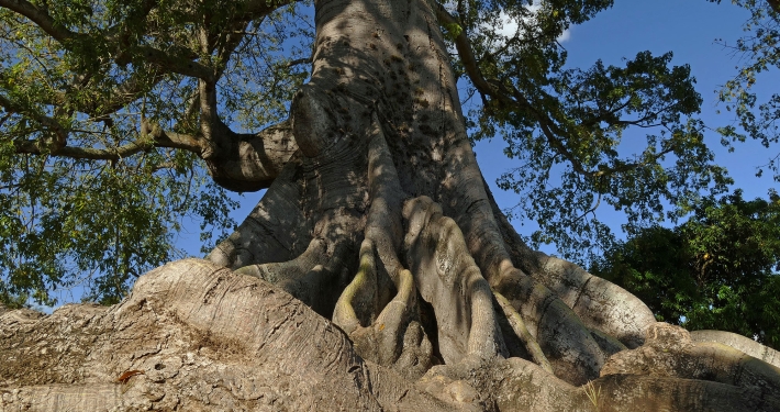 Größter Baum des Landes bei Tamboril Größter Baum des Landes bei Tamboril