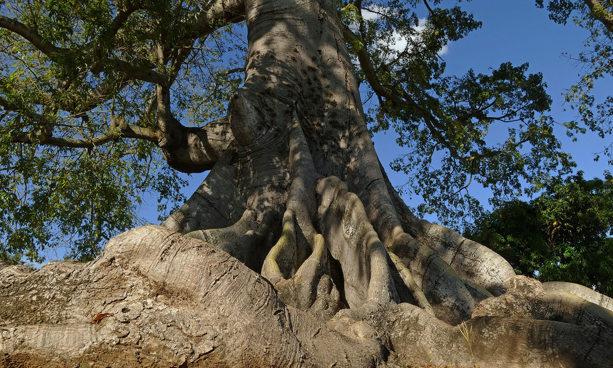 Größter Baum des Landes bei Tamboril Größter Baum des Landes bei Tamboril