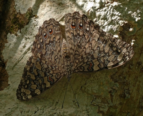 Grauer Mosaikfalter (Hamadryas februa) Grauer Mosaikfalter (Hamadryas februa)
