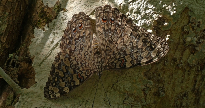 Grauer Mosaikfalter (Hamadryas februa) Grauer Mosaikfalter (Hamadryas februa)