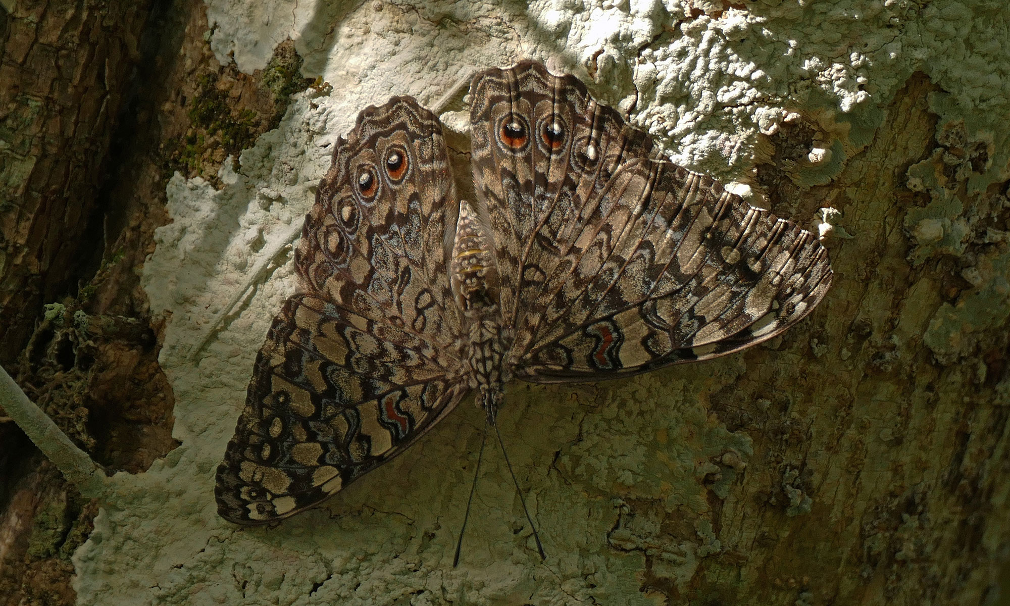 Grauer Mosaikfalter (Hamadryas februa) Grauer Mosaikfalter (Hamadryas februa)