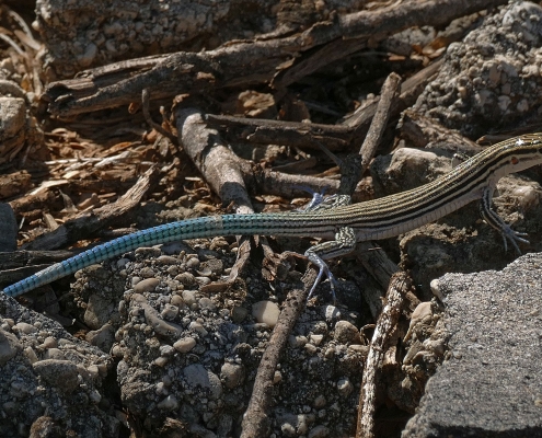 Zwerg-Blauschwanz-Ameiva (Pholidoscelis lineolatus) Zwerg-Blauschwanz-Ameiva (Pholidoscelis lineolatus)
