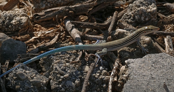 Zwerg-Blauschwanz-Ameiva (Pholidoscelis lineolatus) Zwerg-Blauschwanz-Ameiva (Pholidoscelis lineolatus)