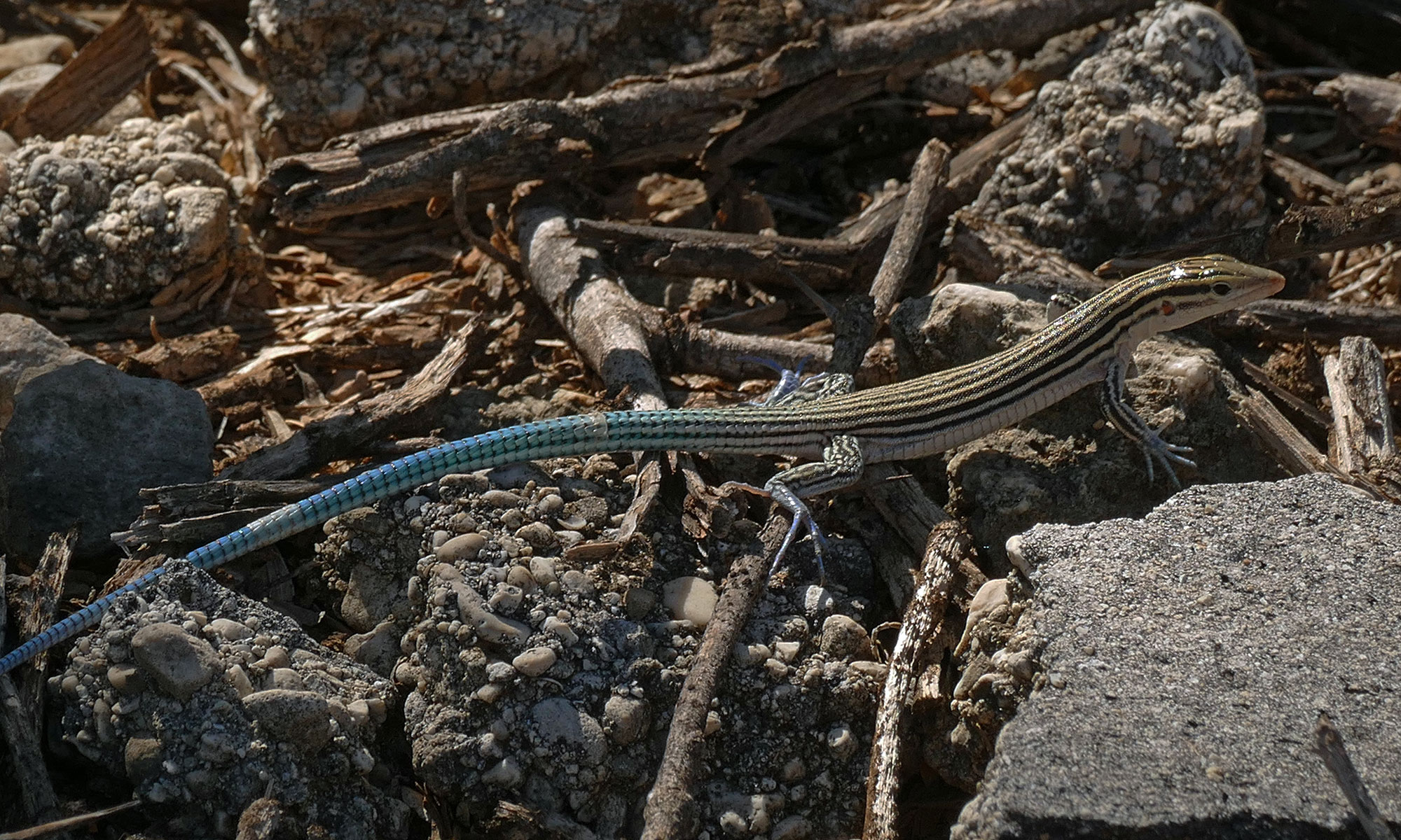 Zwerg-Blauschwanz-Ameiva (Pholidoscelis lineolatus) Zwerg-Blauschwanz-Ameiva (Pholidoscelis lineolatus)