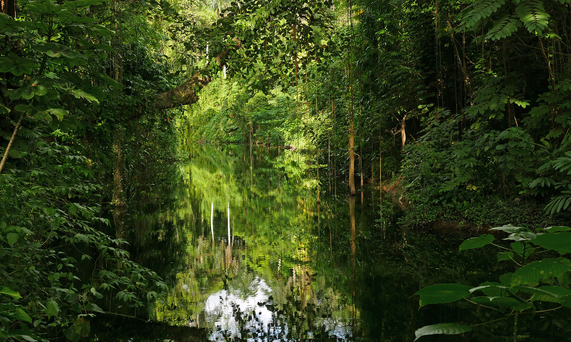 Im Botanischen Garten Santo Domingo Im Botanischen Garten Santo Domingo
