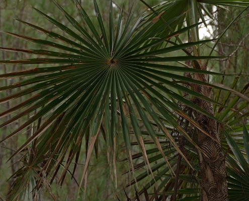 Hochland Silberpalme (Coccothrinax scoparia) Hochland Silberpalme (Coccothrinax scoparia)