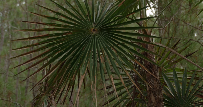 Hochland Silberpalme (Coccothrinax scoparia) Hochland Silberpalme (Coccothrinax scoparia)