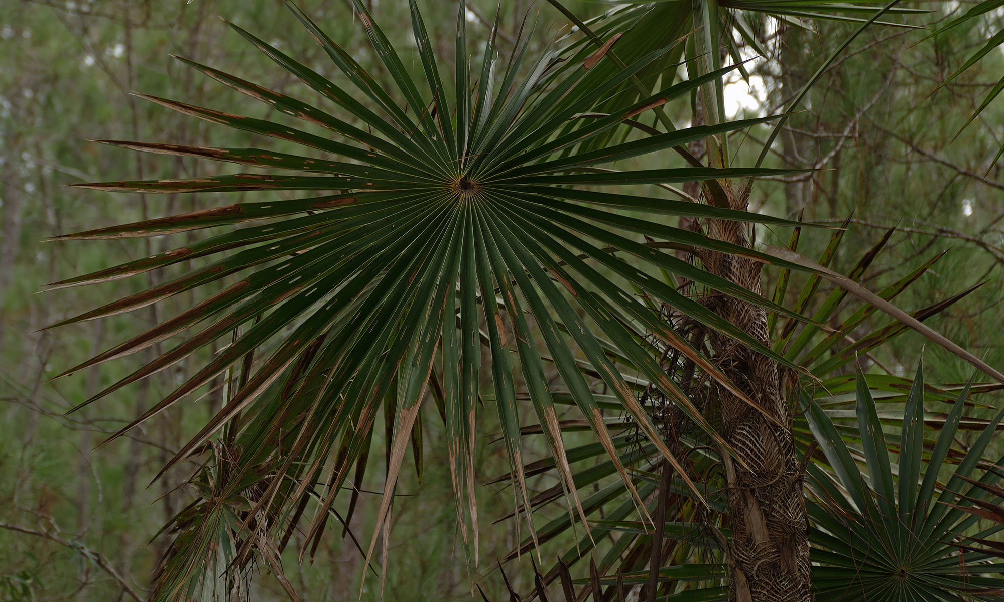 Hochland Silberpalme (Coccothrinax scoparia) Hochland Silberpalme (Coccothrinax scoparia)