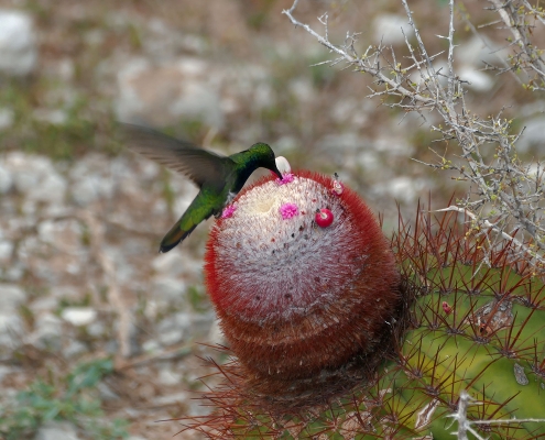 Dominikanermangokolibri bestäubt Melocactus intortus subsp. domingenis (pedernalensis) Dominikanermangokolibri bestäubt Melocactus intortus subsp. domingenis (pedernalensis)