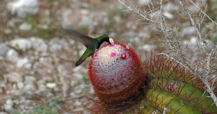 Dominikanermangokolibri bestäubt Melocactus intortus subsp. domingenis (pedernalensis) Dominikanermangokolibri bestäubt Melocactus intortus subsp. domingenis (pedernalensis)