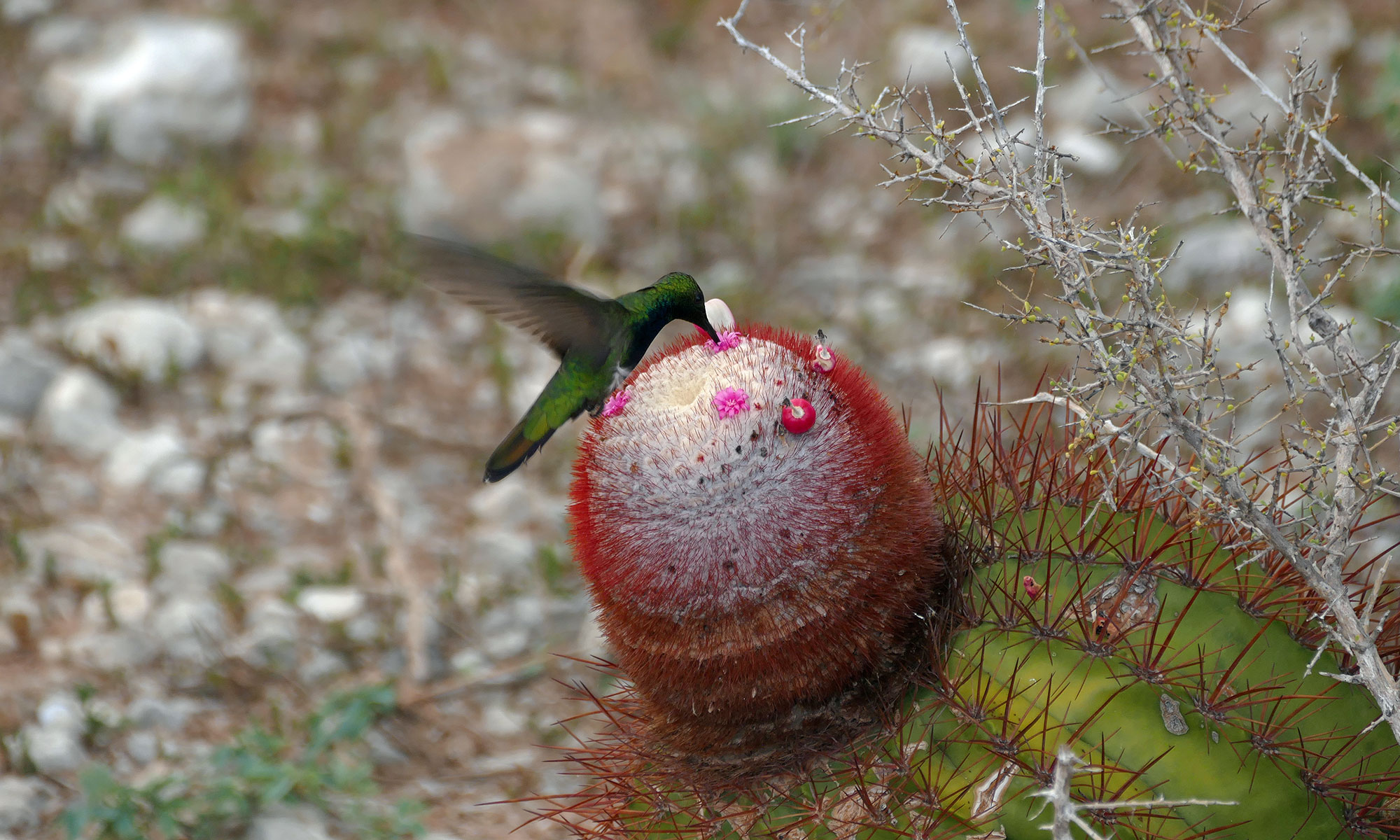 Dominikanermangokolibri bestäubt Melocactus intortus subsp. domingenis (pedernalensis) Dominikanermangokolibri bestäubt Melocactus intortus subsp. domingenis (pedernalensis)