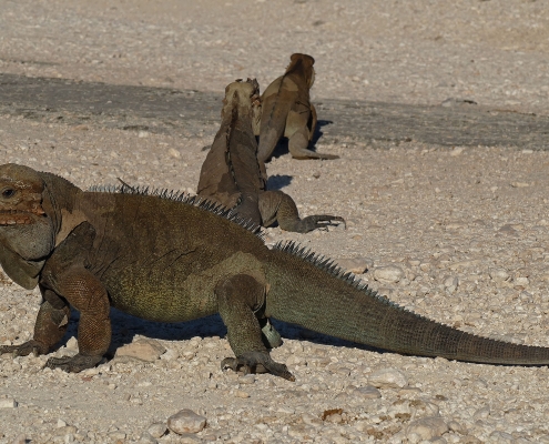 Nashornleguan (Cyclura cornuta) Nashornleguan (Cyclura cornuta)
