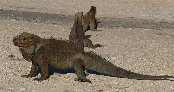 Nashornleguan (Cyclura cornuta) Nashornleguan (Cyclura cornuta)