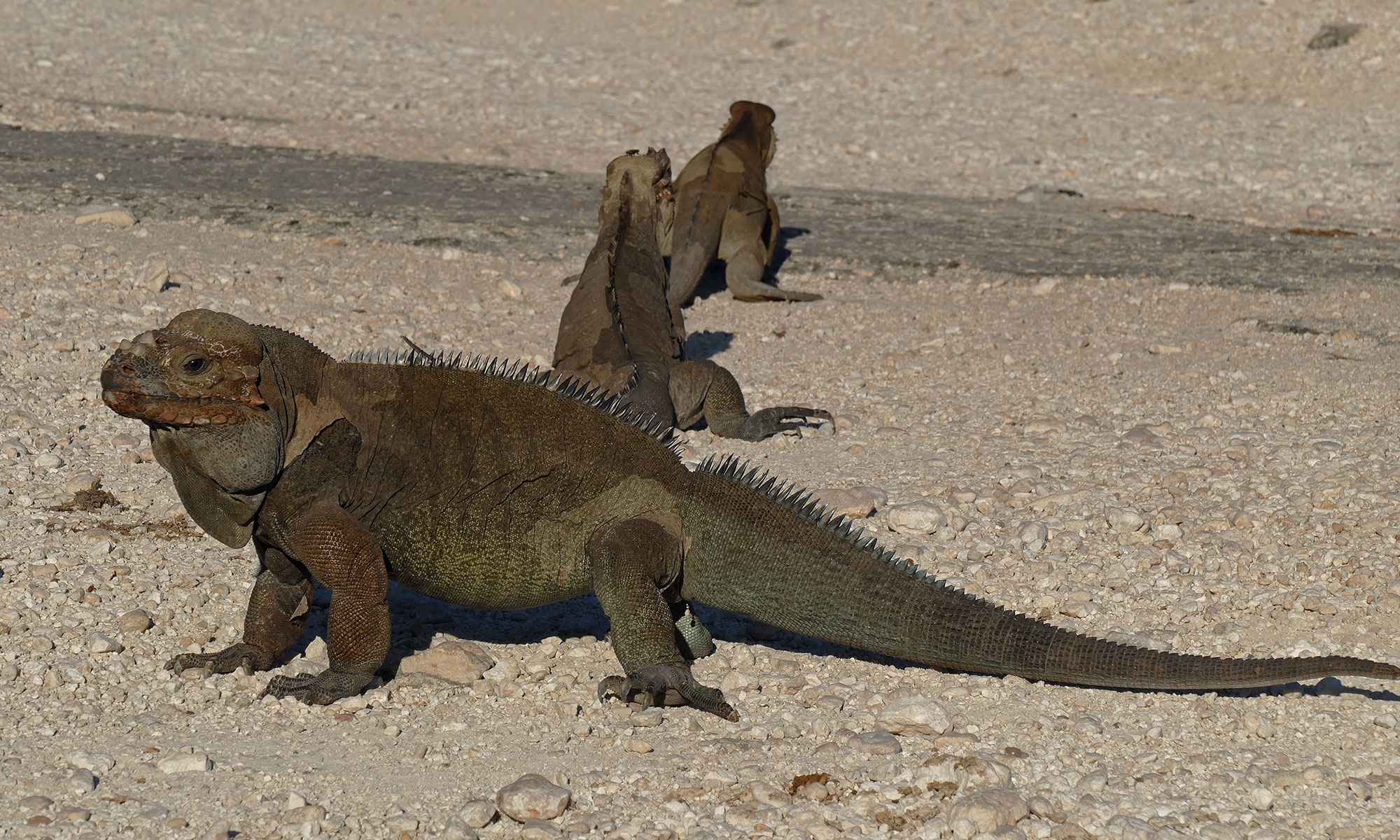 Nashornleguan (Cyclura cornuta) Nashornleguan (Cyclura cornuta)