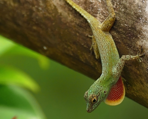 Zaunanolis (Anolis distichus) Zaunanolis (Anolis distichus)