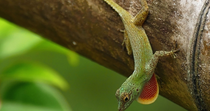 Zaunanolis (Anolis distichus) Zaunanolis (Anolis distichus)