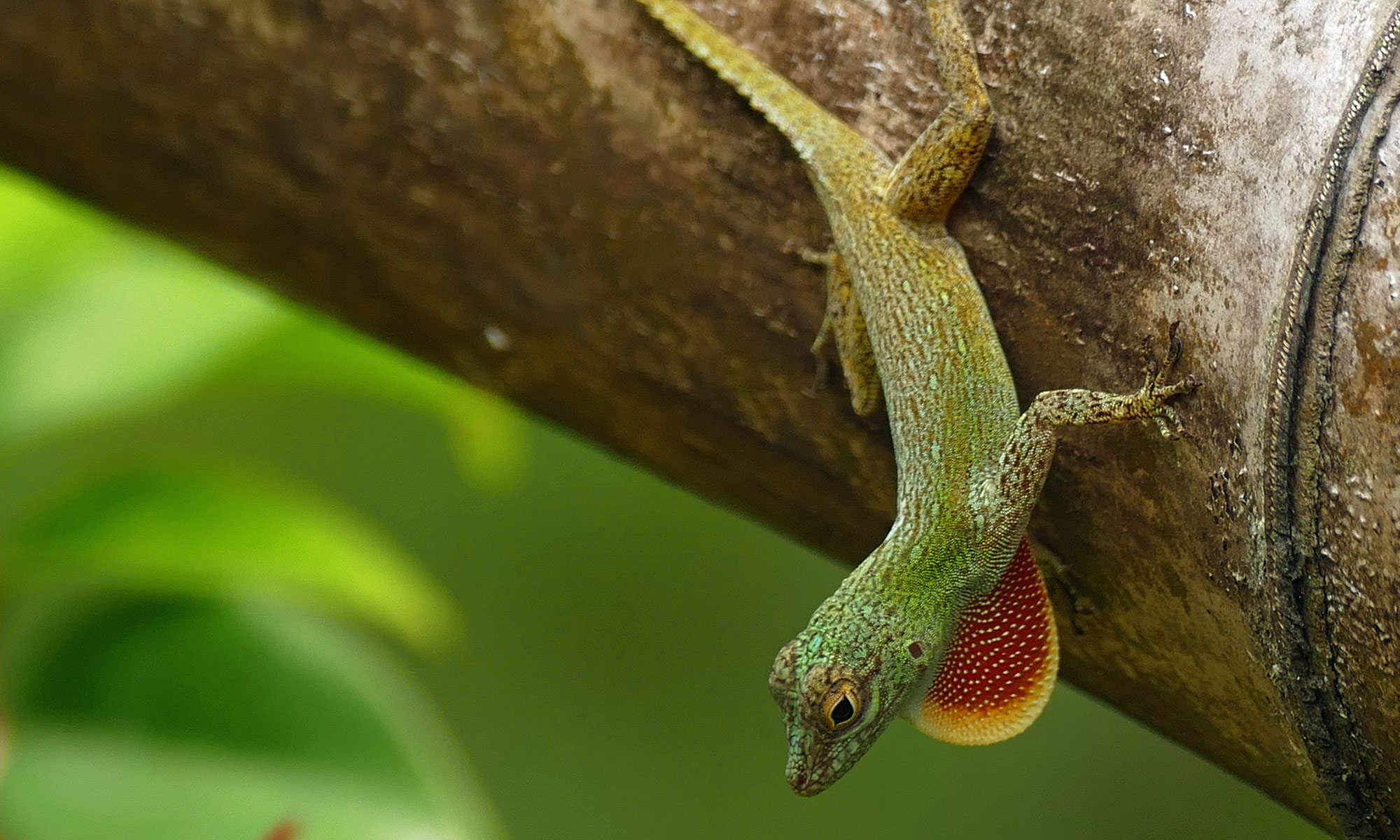 Zaunanolis (Anolis distichus) Zaunanolis (Anolis distichus)