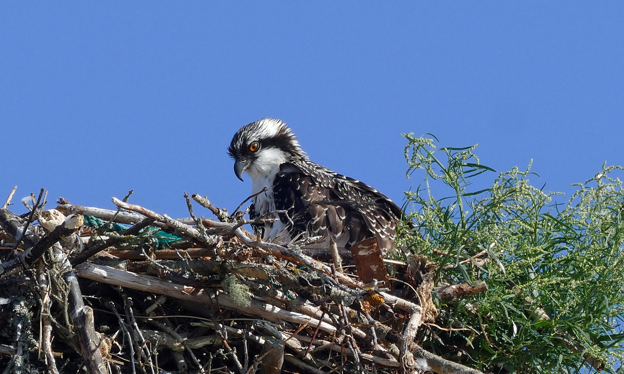 Fischadler, Pandion haliaetus