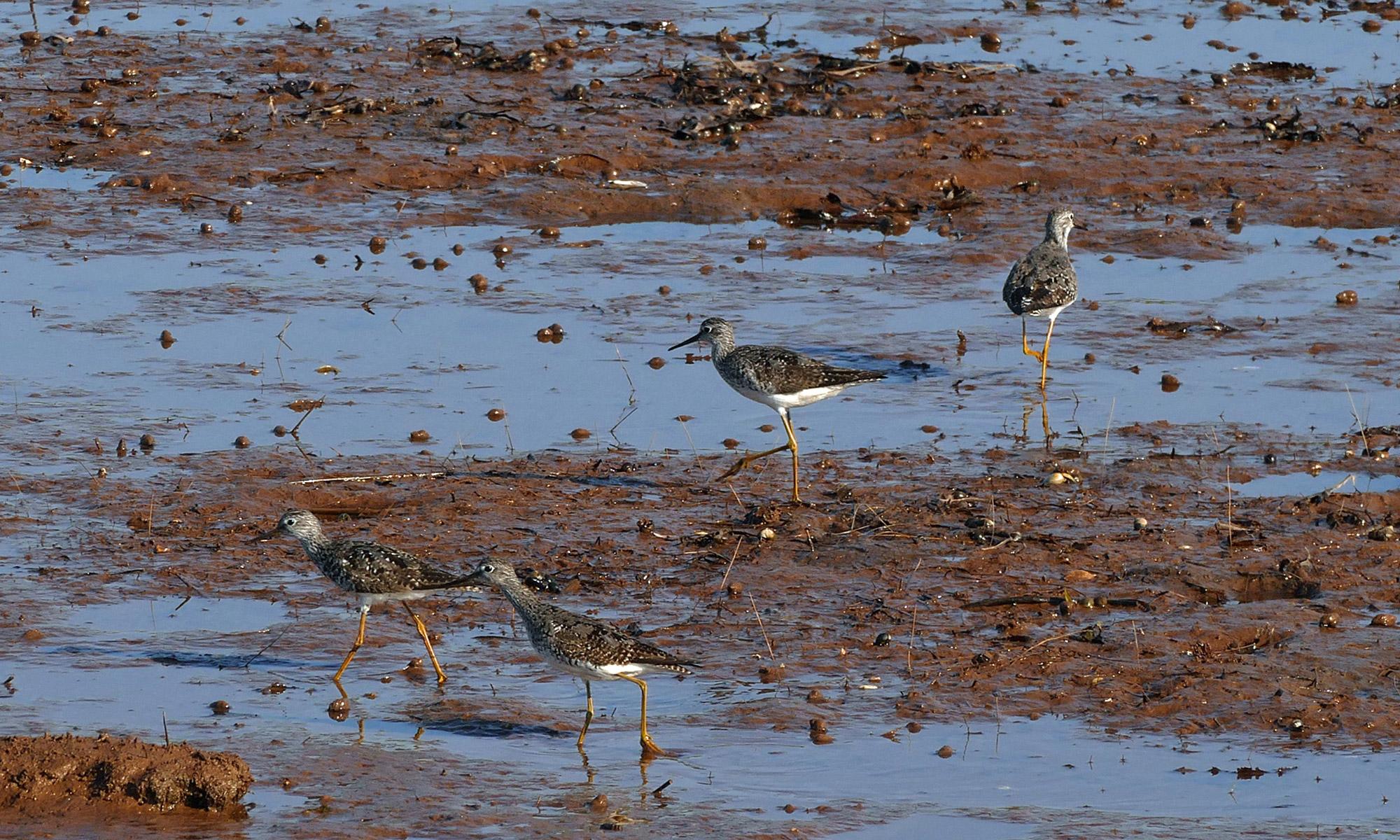 Großer Gelbschenkel, Tringa melanoleuca