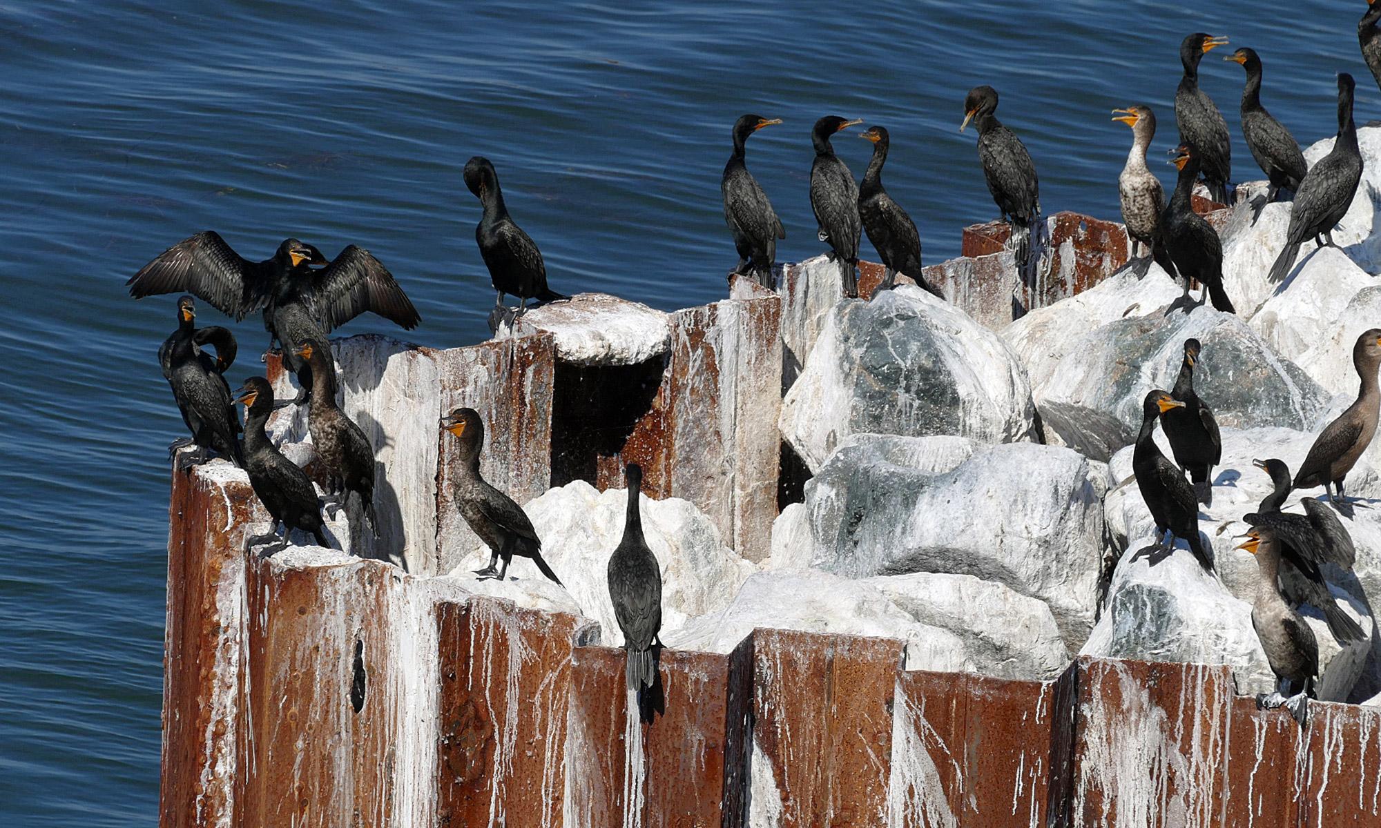 Ohrenscharbe, Phalacrocorax auritus