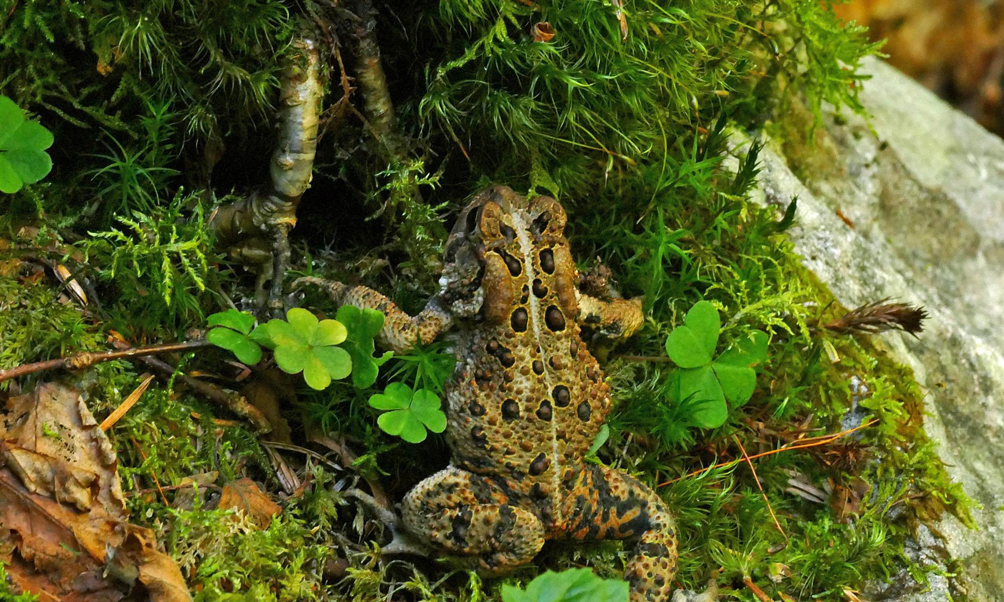 Ostamerikanische Kröte, Anaxyrus americanus
