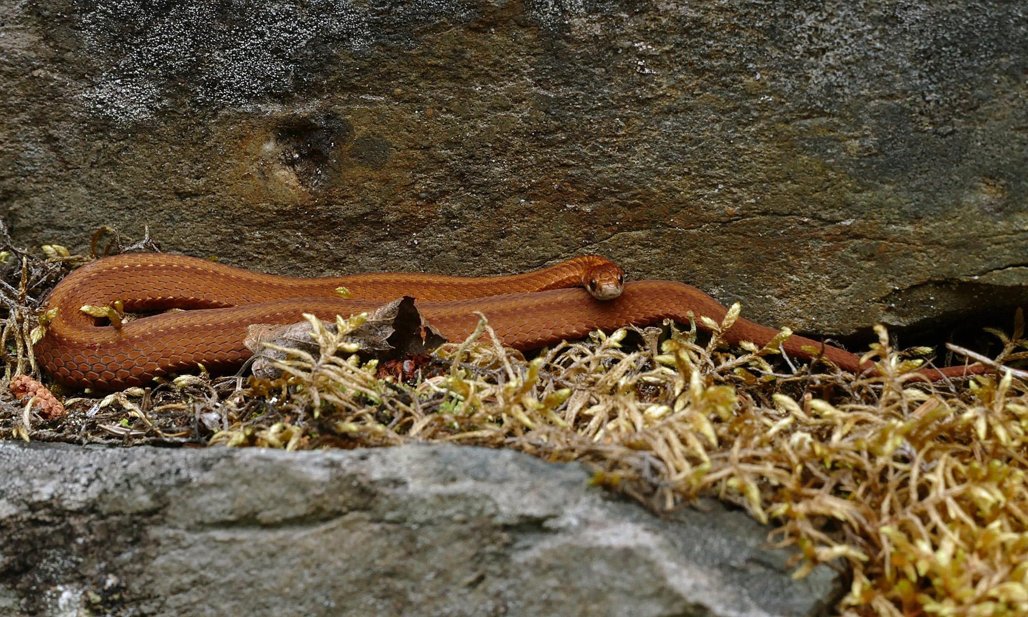 Nördliche Rotbauchnatter, Storeria occipitomaculata