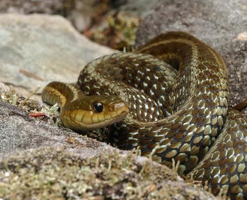 Gewöhnliche Strumpfbandnatter, Thamnophis sirtalis