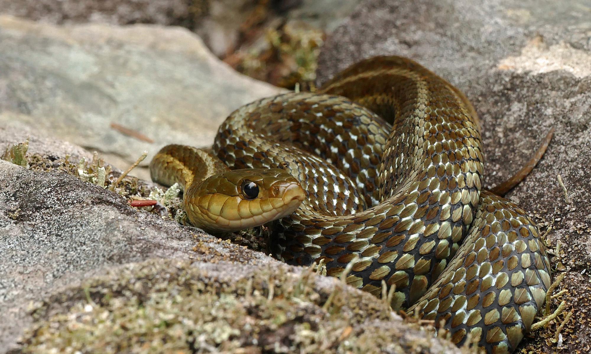 Gewöhnliche Strumpfbandnatter, Thamnophis sirtalis