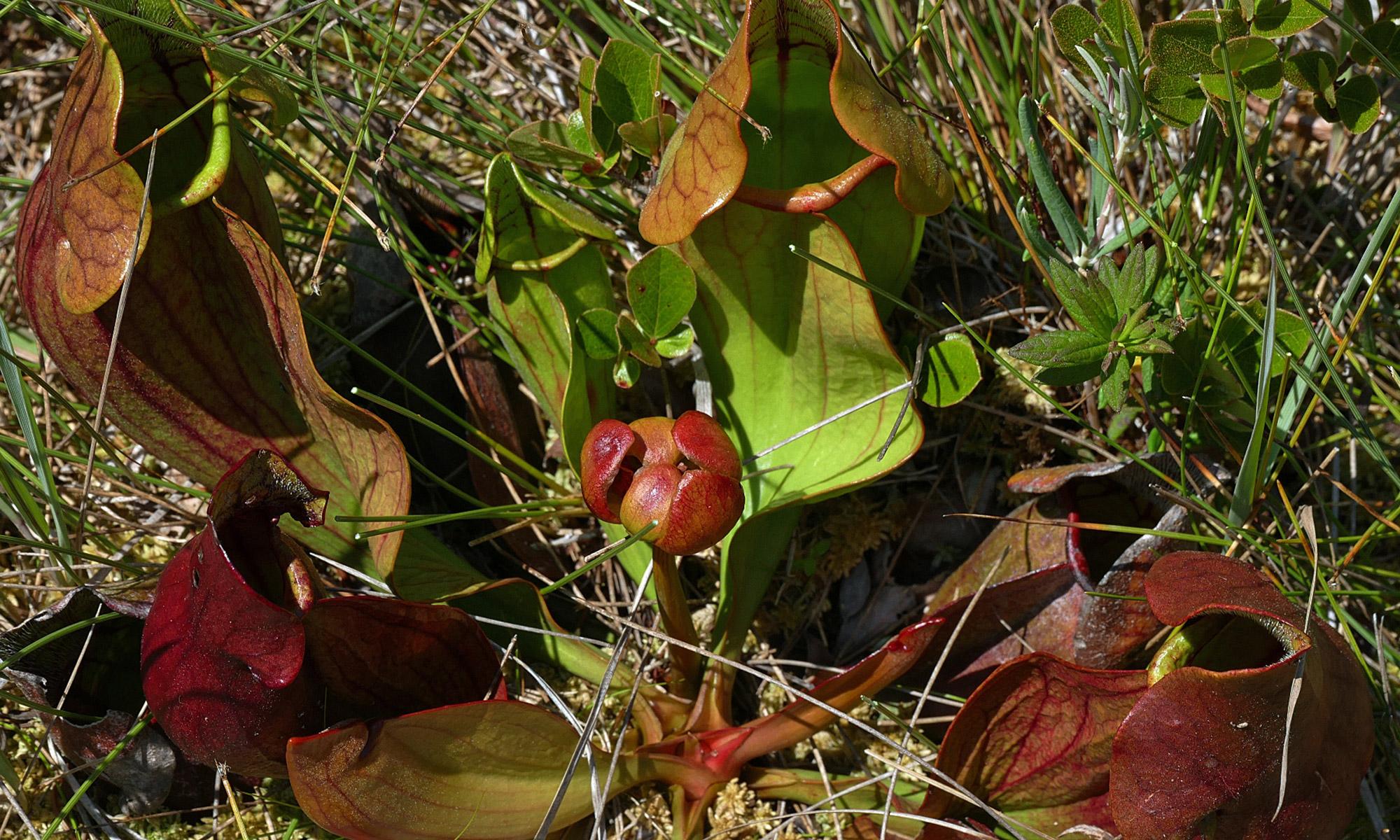Rote Schlauchpflanze, Sarracenia purpurea