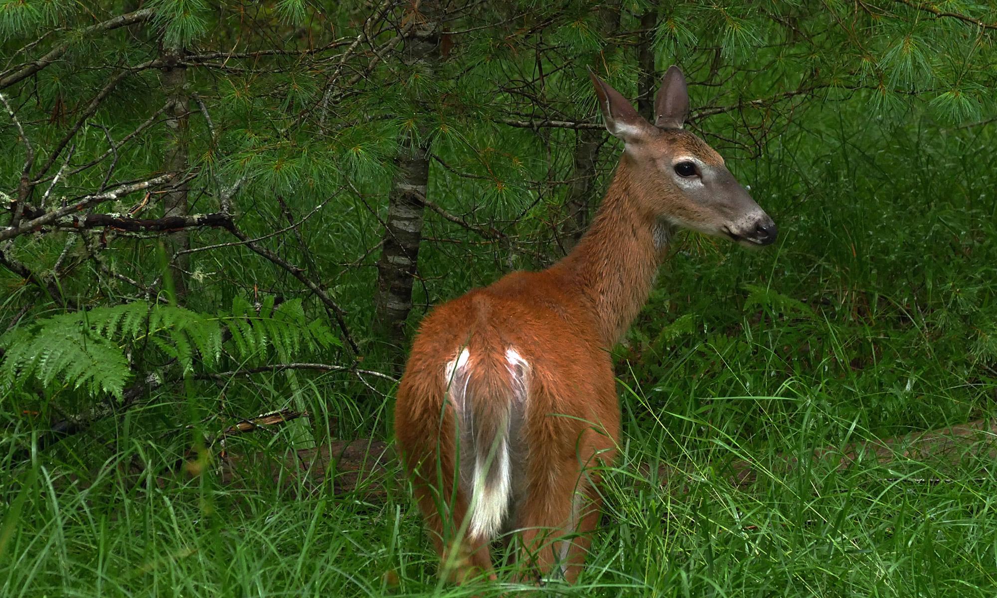 Weißwedelhirsch, Odocoileus virginianus