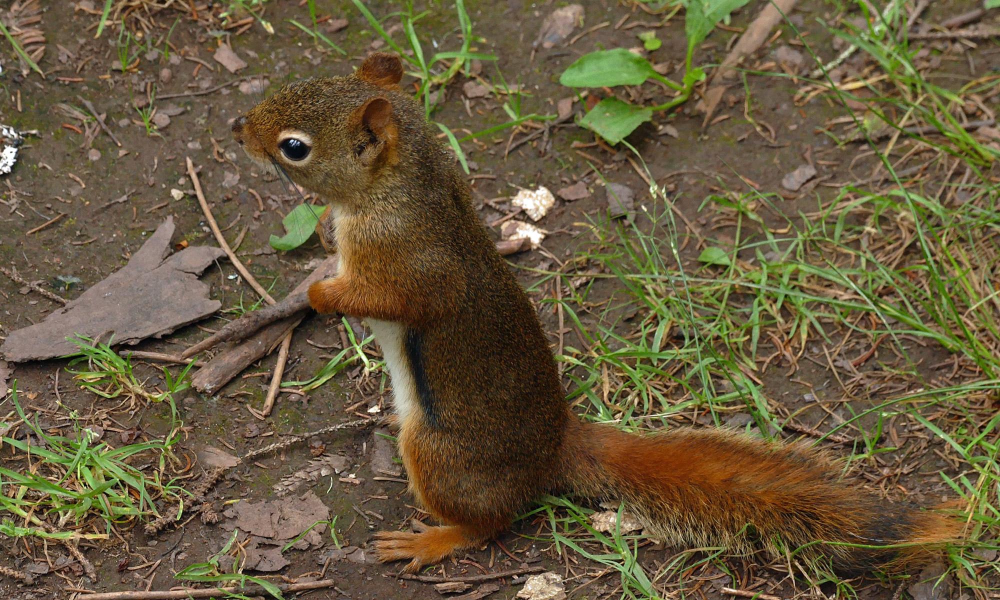 Amerikanisches Rothörnchen, Tamiasciurus hudsonicus