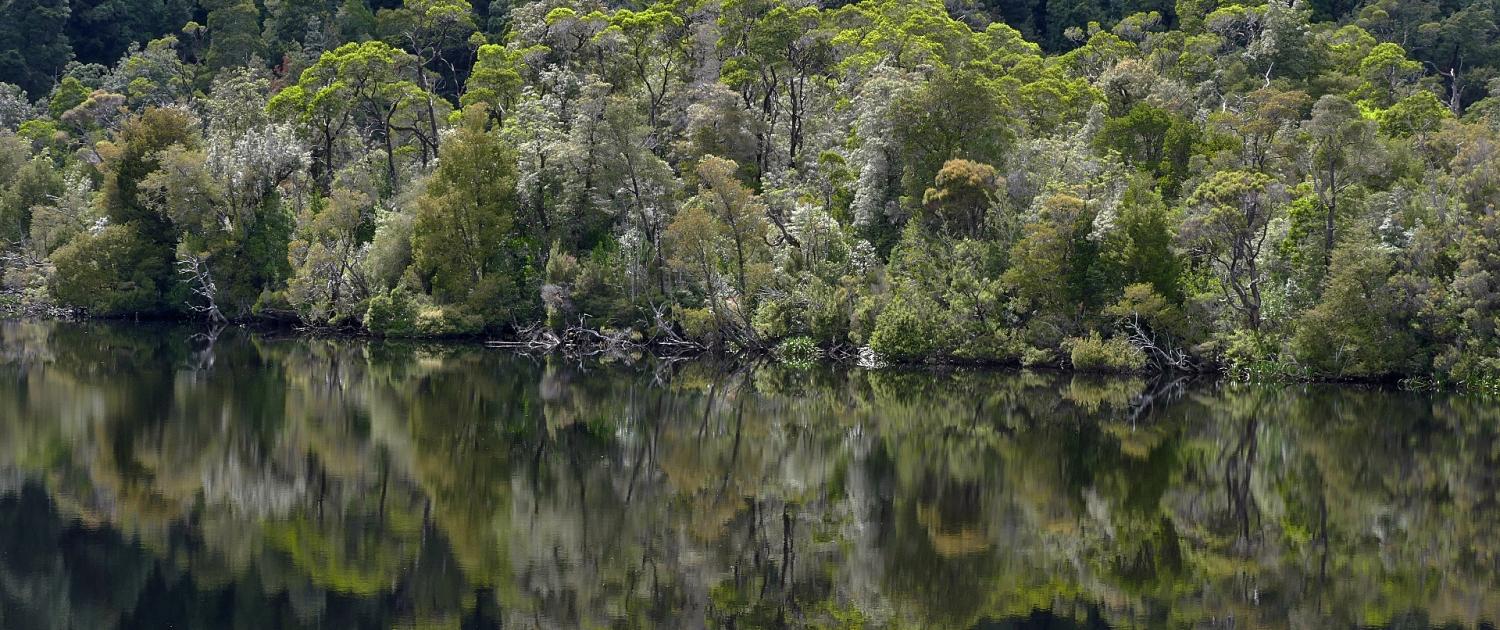 Regenwald am Gordon River