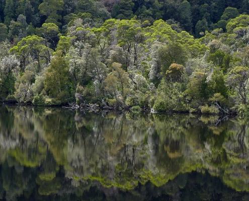 Regenwald am Gordon River