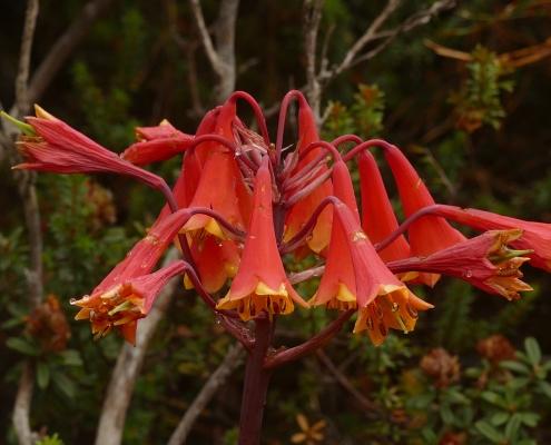 Tasmanische Weihnachtsglocke (Blandfordia punicea)