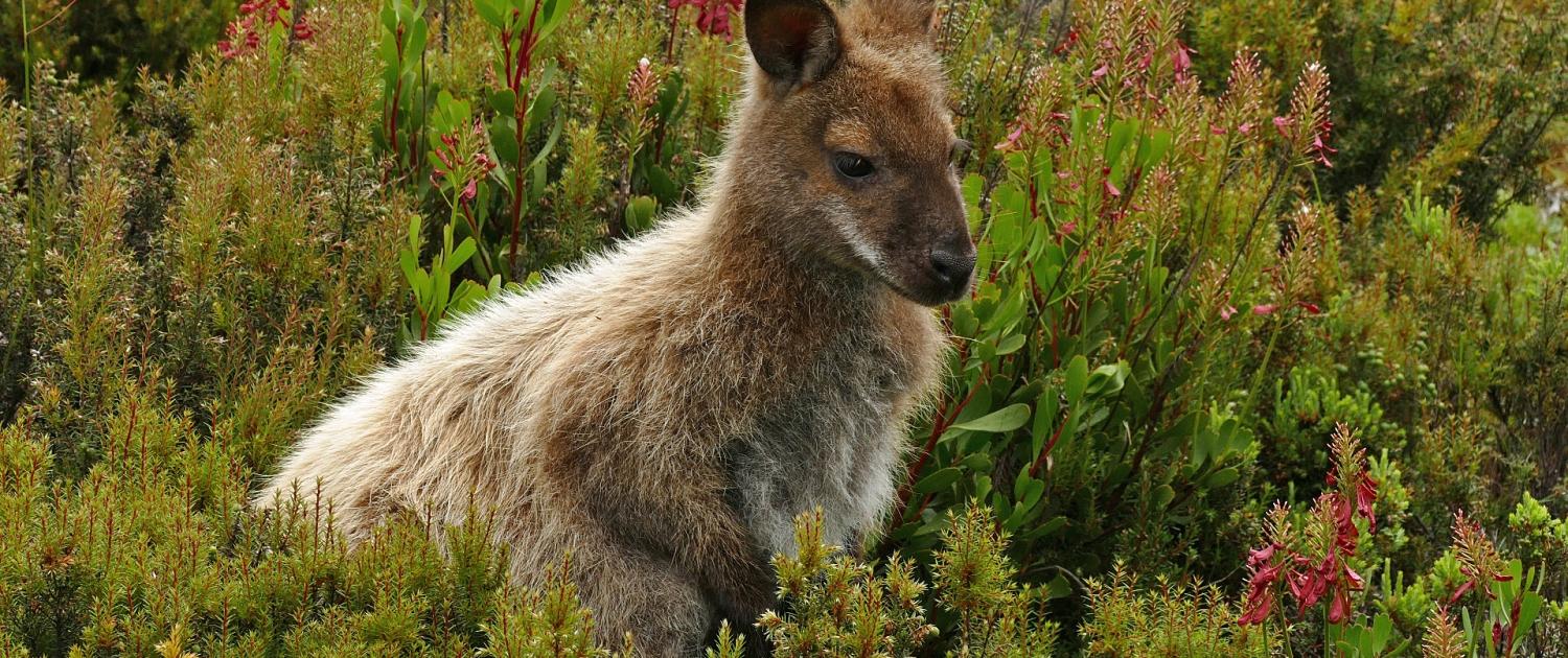 Rotnackenwallaby, Bennett-Wallaby (Notamacropus r. rufogriseus)
