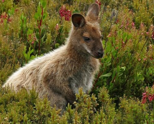 Rotnackenwallaby, Bennett-Wallaby (Notamacropus r. rufogriseus)