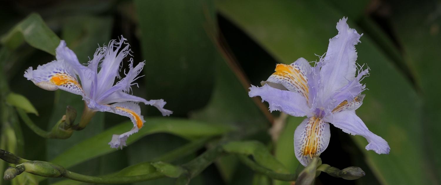 Gefranste Schwertlilie (Iris japonica)