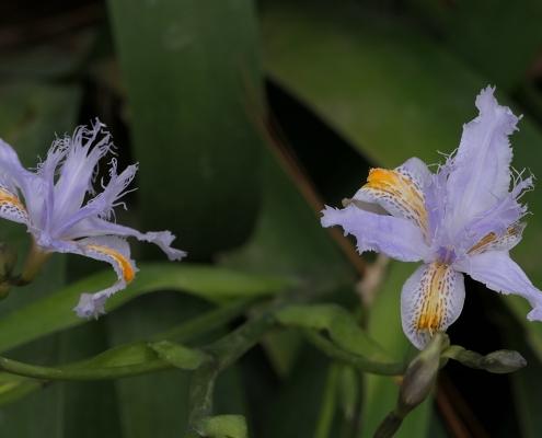 Gefranste Schwertlilie (Iris japonica)