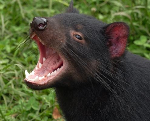 Beutelteufel (Sarcophilus harrisii)