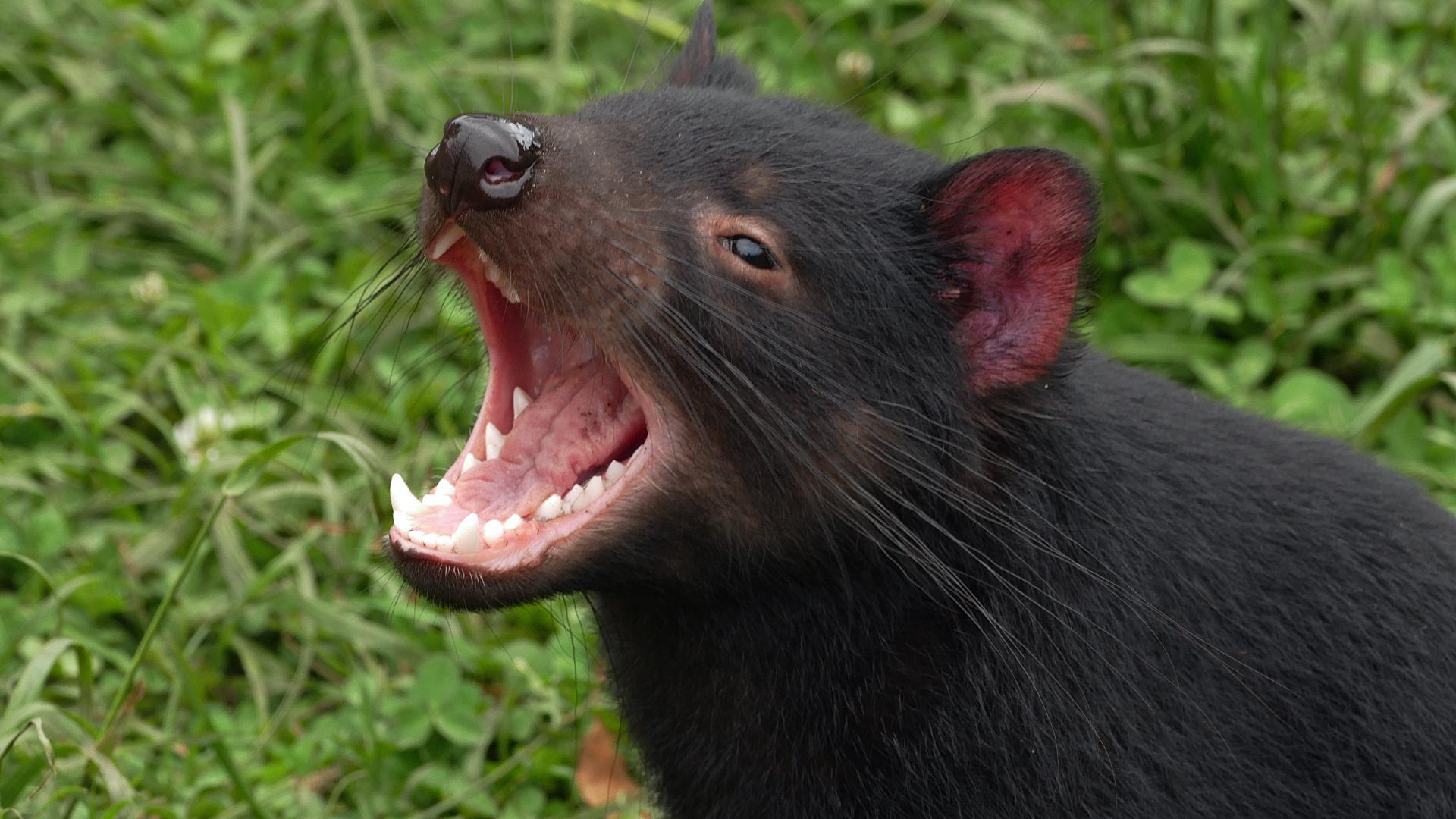 Beutelteufel (Sarcophilus harrisii)