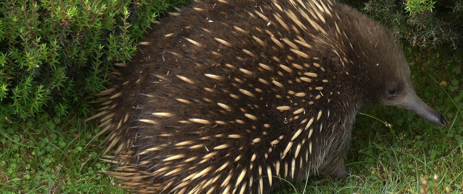 Kurzschnabel-Ameisenigel (Tachyglossus aculeatus)